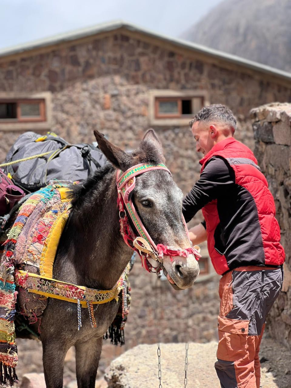 Muleteer